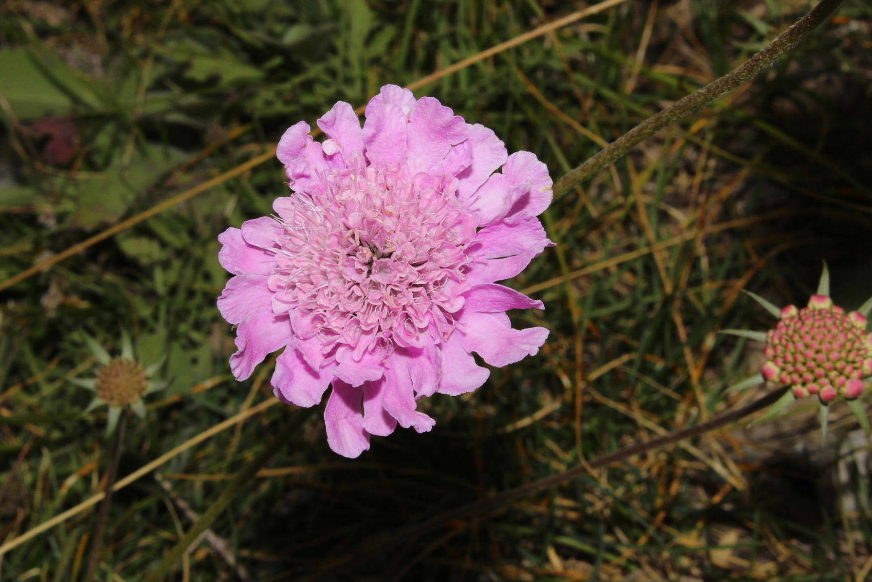 Scabiosa ?? da determinare � 4